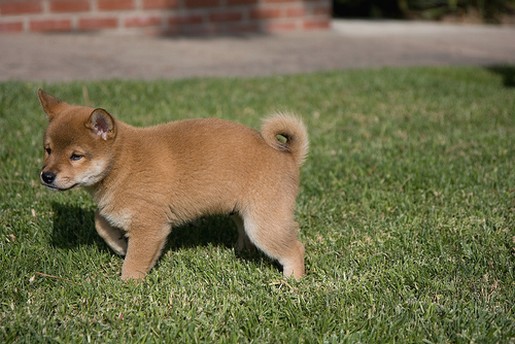 tan Shiba Inu puppy.jpg
