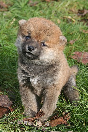 young Shiba Inu puppy on grass.jpg
