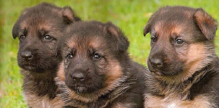 German Shepherd puppies.jpg
