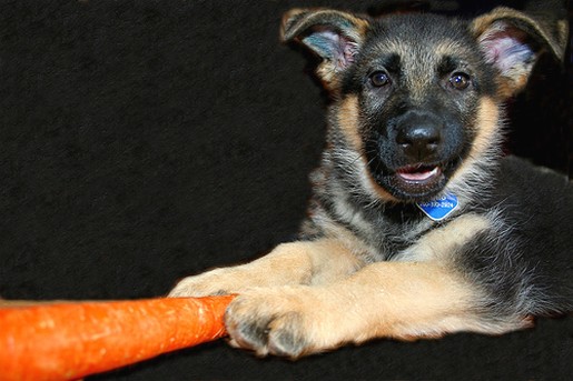 German Shepherd puppy holding a carrot.jpg
