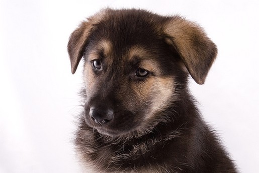 German Shepherd puppy face.jpg
