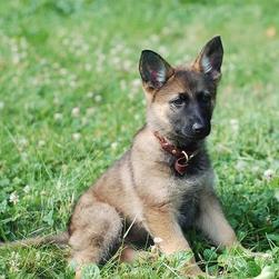 newborn German Shepherd puppy.jpg (2 comments)