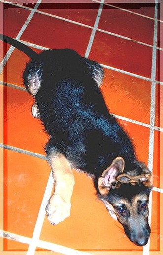 German Shepherd puppy picture.jpg
