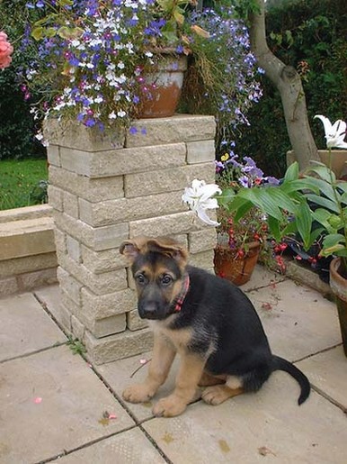 German Shepherd puppy_I don't know how to post right.jpg
