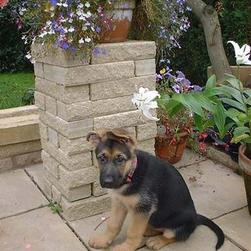 German Shepherd puppy_I don't know how to post right.jpg
