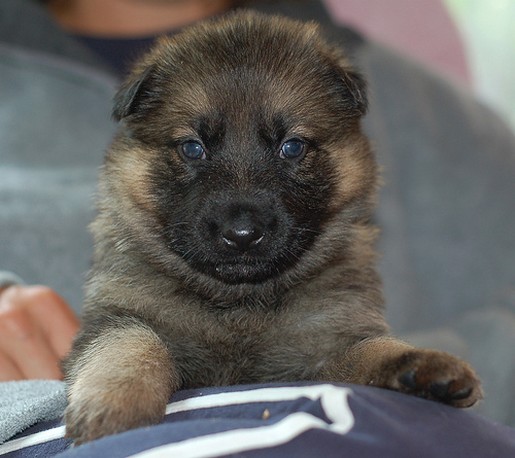 German Shepherd puppy_play with me.jpg
