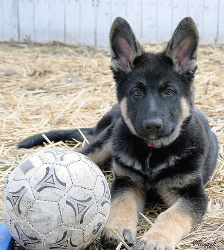 German Shepherd puppy_i'm ready to play.jpg
