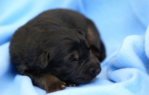 young black German Shepherd puppy.jpg

