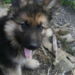 dog German Shepherd puppy.jpg
