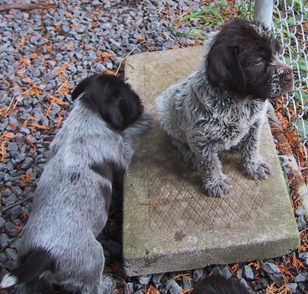 Brussel Griffon breeds_two puppies
