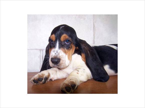 basset puppy with three colors_black, tan and white.jpg
