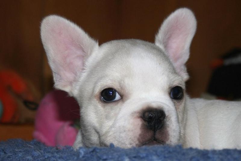 white French Bulldog Puppy with big ears.jpg
