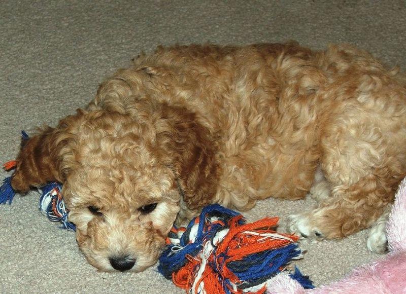 labradoodle with playing its dog toy
