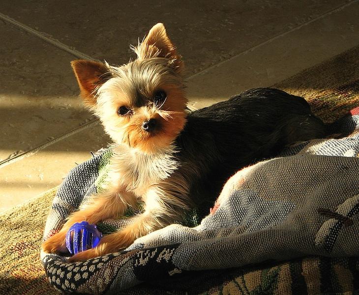 yorkie puppy on bed with its toy.jpg
