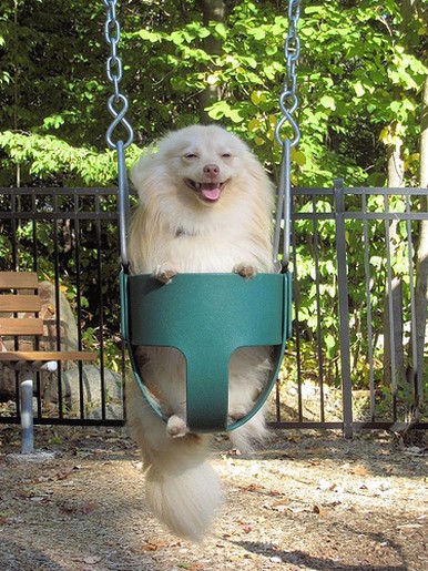 pomeranian puppy on swing_funny photo of puppy.jpg
