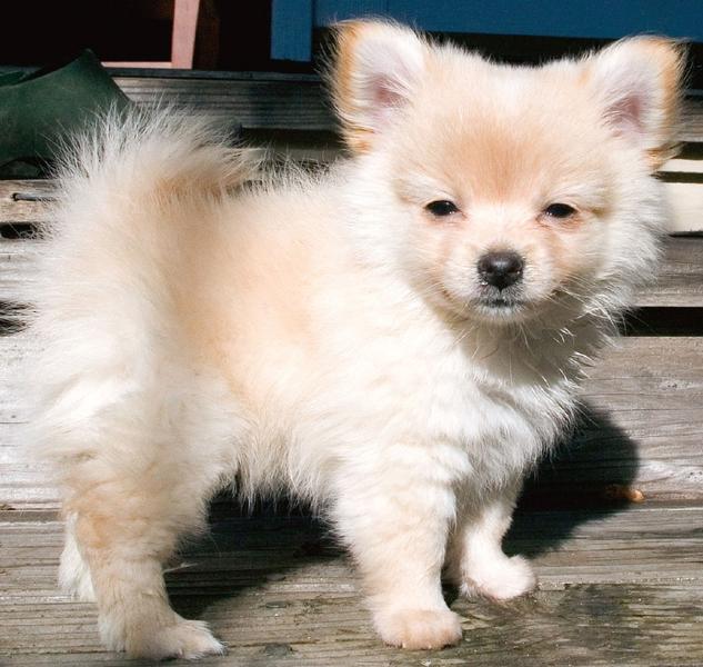 photo of pomeranian puppy in the sun.jpg

