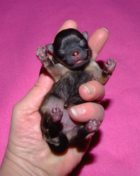 black newborn pomeranian puppy picture.jpg

