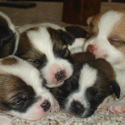 young pomeranian puppy breeders photo.jpg
