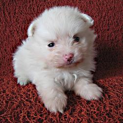 white adorable pomeranian puppy.jpg
