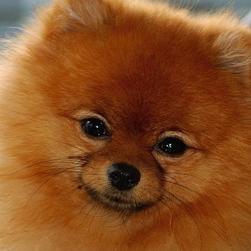 close up face of a tan poneranian puppy.jpg
