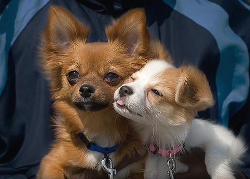 brown Pomeranian puppy with its friend.jpg

