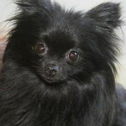 black pomeranian chihuahua puppy.jpg
