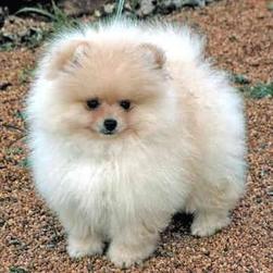 big Pomeranian puppy.jpg
