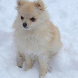 white pomeranian puppy in snow outside playing.jpg
