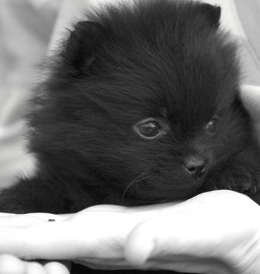 total black poneranian puppy.jpg
