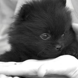 total black poneranian puppy.jpg
