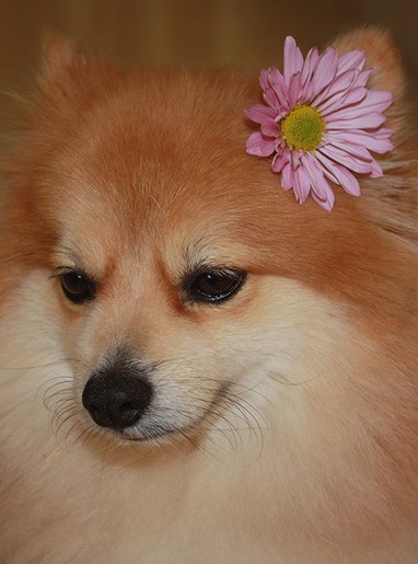 tan and cream poneranian puppy with flower.jpg

