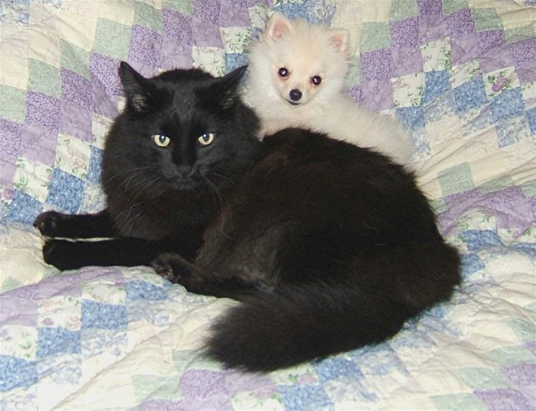 small white pomeranian puppy with black cat.jpg
