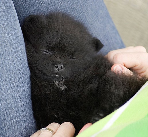 sleepy black poneranian puppy.jpg
