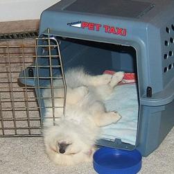 pomeranian puppy sleeping in its back_funny looking puppy.jpg
