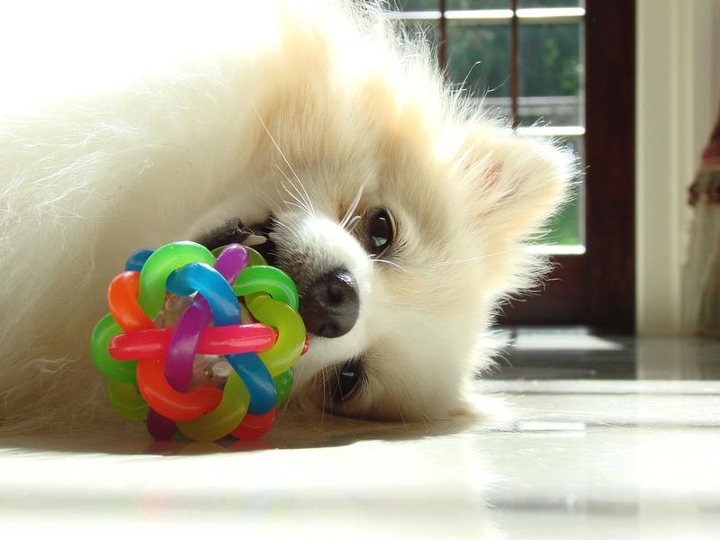 pomeranian puppy playing with its colorful toy.jpg
