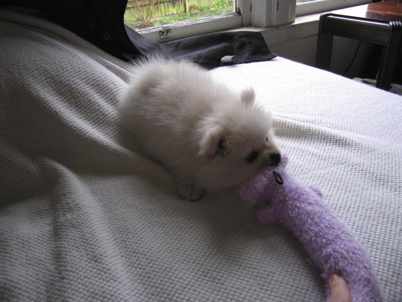 pomeranian puppy playing on bed.jpg
