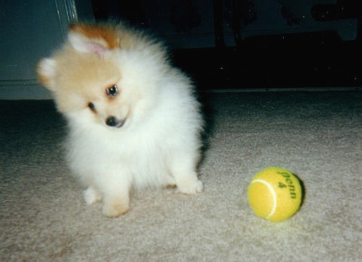 pomeranian puppy play with a tennis ball.jpg
