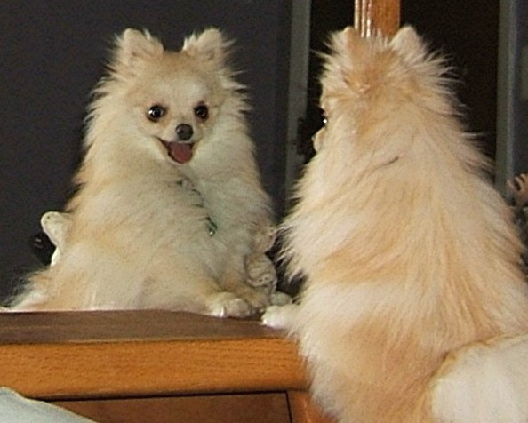 Pomeranian puppy on the mirror.jpg

