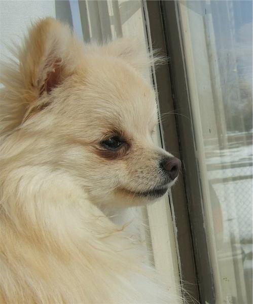 pomeranian puppy looking outside the window.jpg
