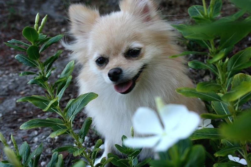 pomeranian puppy in nature with white pretty flowers.jpg
