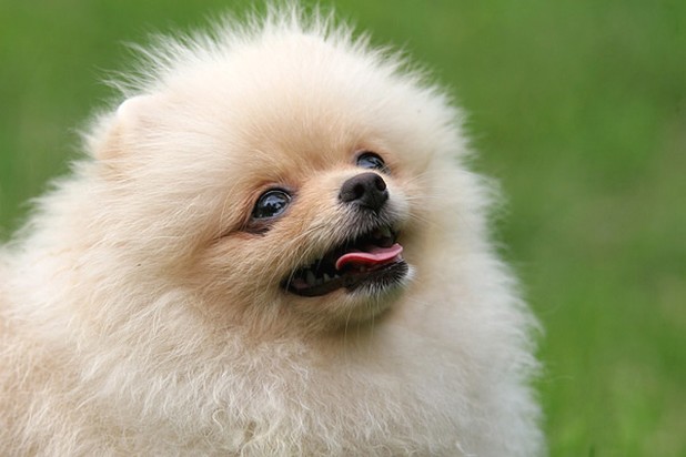 pomeranian puppy face close up picture.jpg
