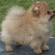 Pomeranian pup pictures.jpg
