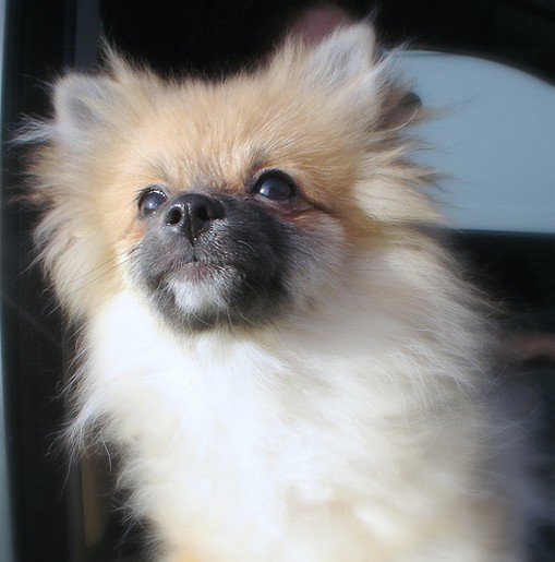 picture of pomeranian pup looking up.jpg
