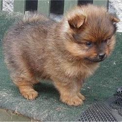 light brown Pomeranian puppy.jpg
