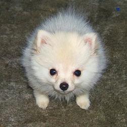 funny looking Pomeranian puppy.jpg
