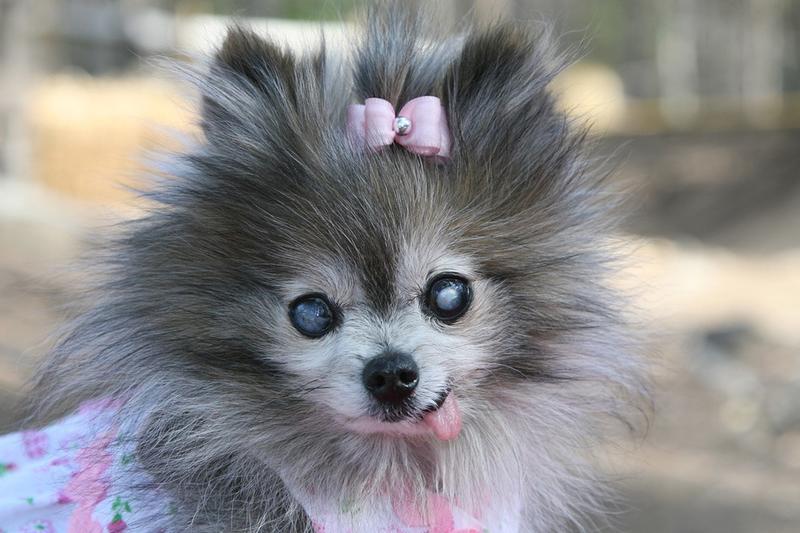 dressed up pomeranian puppy in grey and white pictures.jpg

