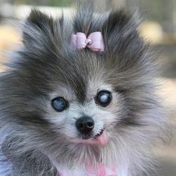 dressed up pomeranian puppy in grey and white pictures.jpg
