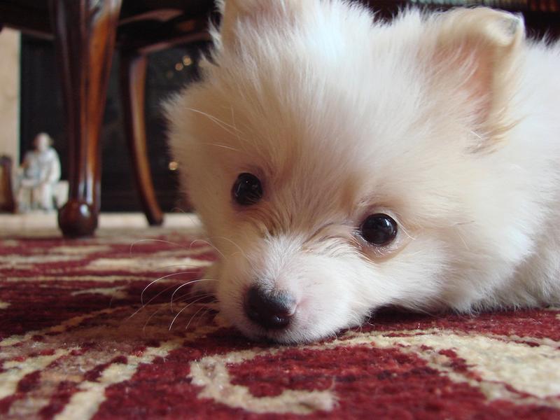 cute pomeranian puppy face picture.jpg
