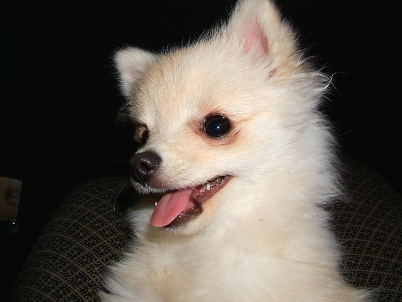 cute dog picture of pomeranian puppy.jpg
