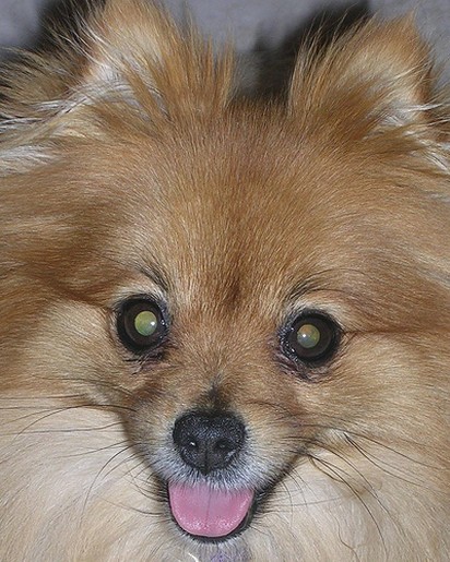 close up face of poneranian puppy.jpg
